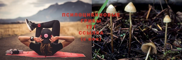 индика Медвежьегорск